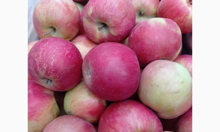 Продам яблука з власного саду - фото № 4