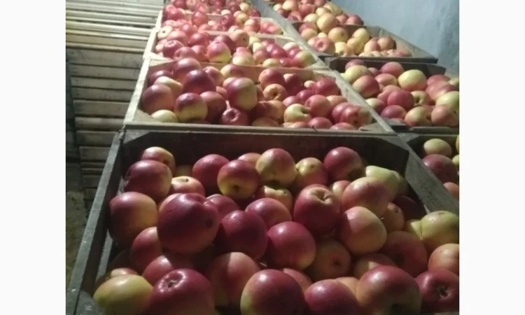 Продам яблука, чемпіон, пінова, ліголь, флоріна, снежний кальвін, голден, фуджи - фото № 1