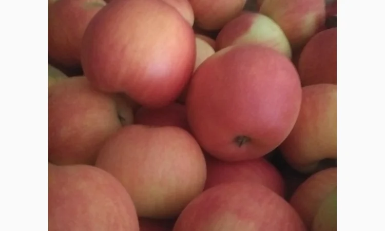 Продам яблука, чемпіон, пінова, ліголь, флоріна, снежний кальвін, голден, фуджи - фото № 2