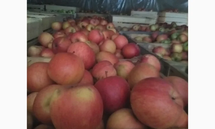 Продам яблука, чемпіон, пінова, ліголь, флоріна, снежний кальвін, голден, фуджи - фото № 3