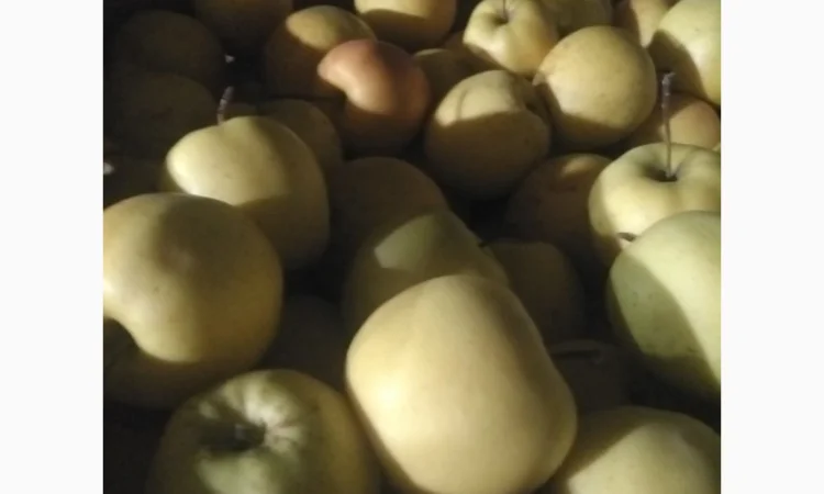 Продам яблука, чемпіон, пінова, ліголь, флоріна, снежний кальвін, голден, фуджи - фото № 4