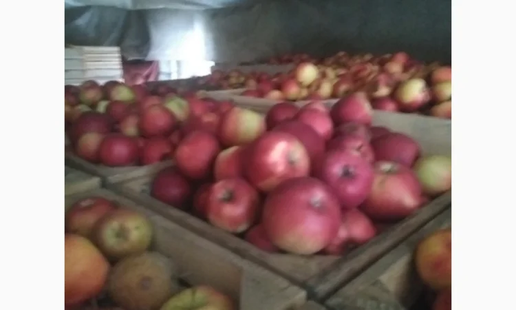 Продам яблука, чемпіон, пінова, ліголь, флоріна, снежний кальвін, голден, фуджи - фото № 5