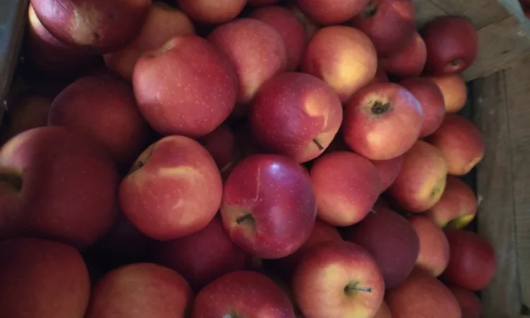 Продам яблука, лігольд, флоріна - фото № 1