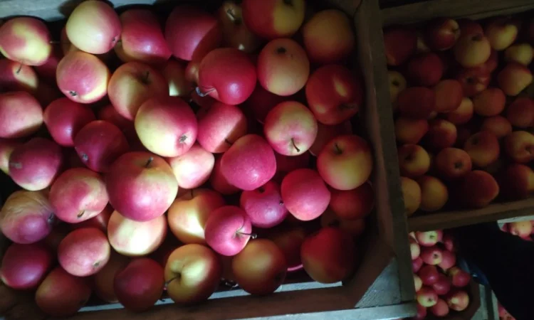 Продам яблука, лігольд, флоріна - фото № 3