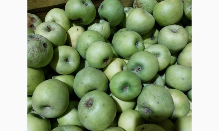 Продам яблука на сушку, сік, пюре, повидно - фото № 1
