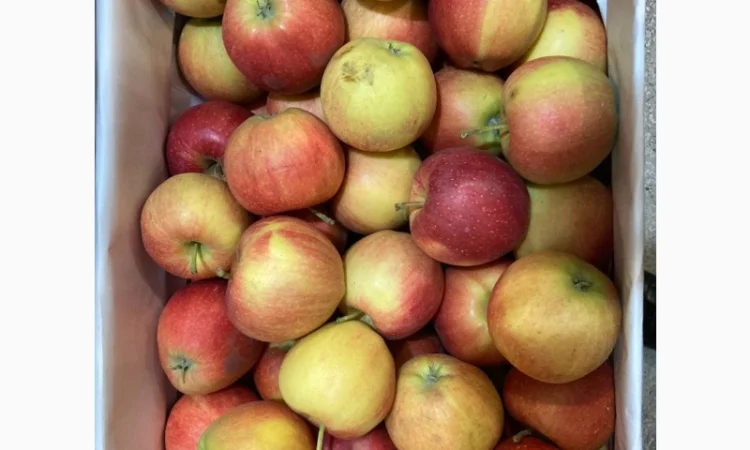 Яблоки оптом - фото № 1