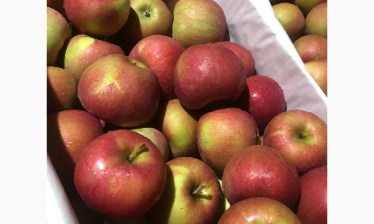 Яблоки оптом - фото № 11