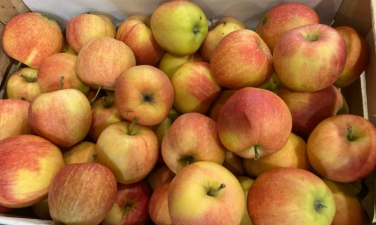 Яблоки оптом - фото № 4