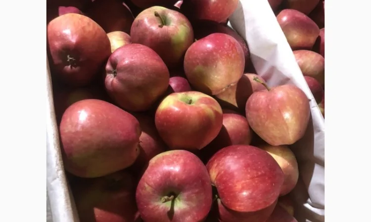 Яблоки оптом - фото № 5