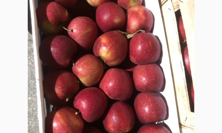 Яблоки оптом - фото № 6