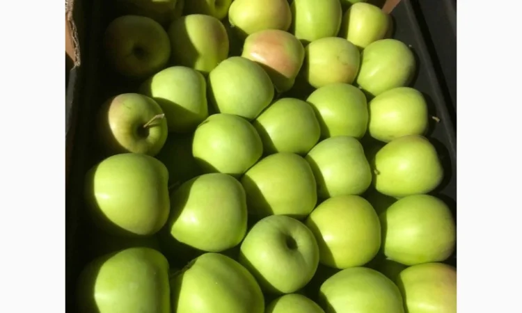 Яблоки оптом - фото № 7