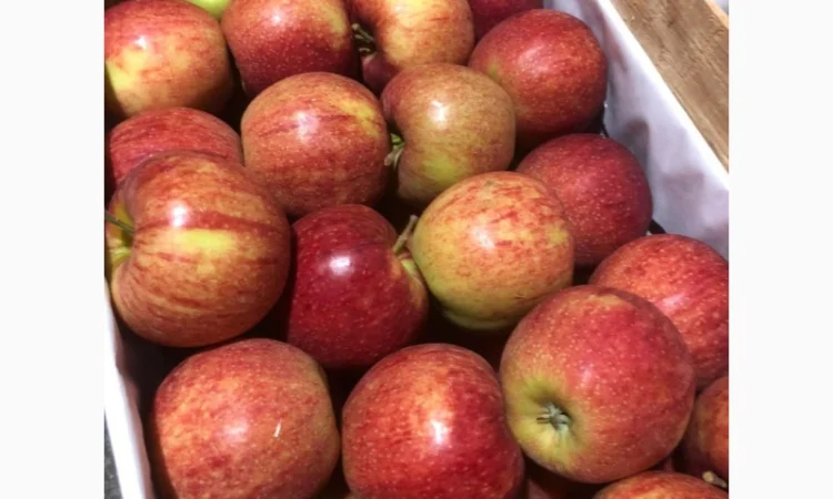 Яблоки оптом - фото № 8