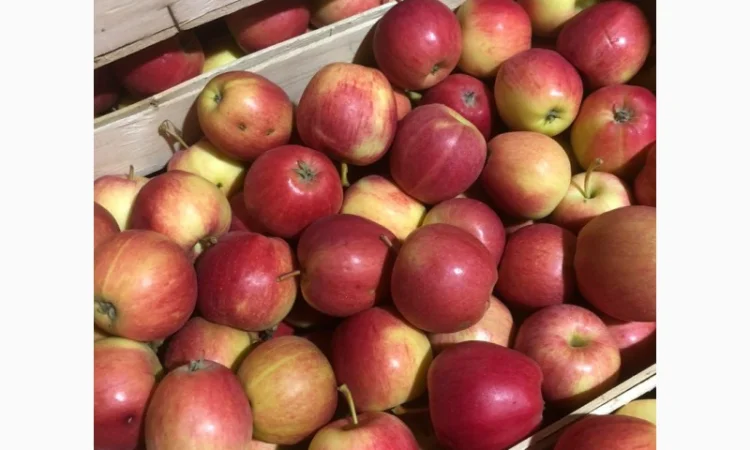 Яблоки оптом - фото № 9