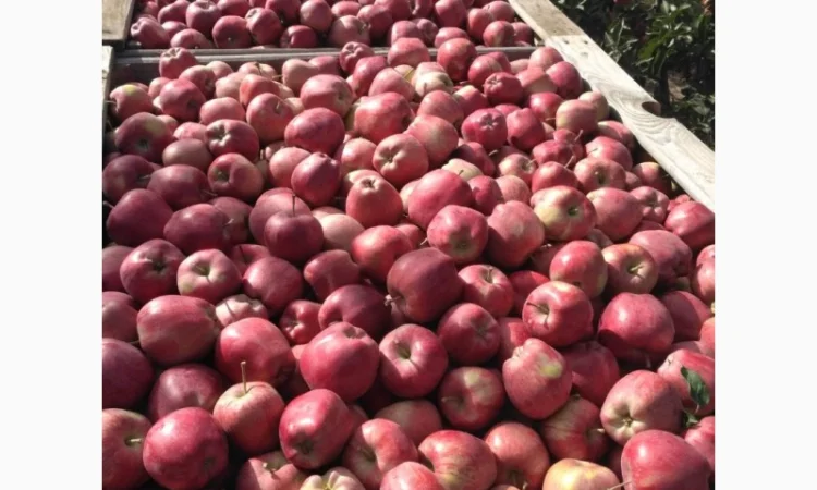 Яблука різних сортів - фото № 1