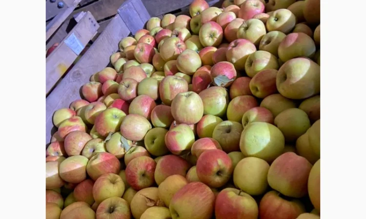 Продаються яблука сорту «Чемпіон» - фото № 1