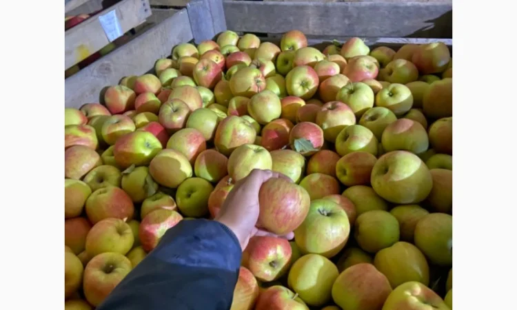 Продаються яблука сорту «Чемпіон» - фото № 2