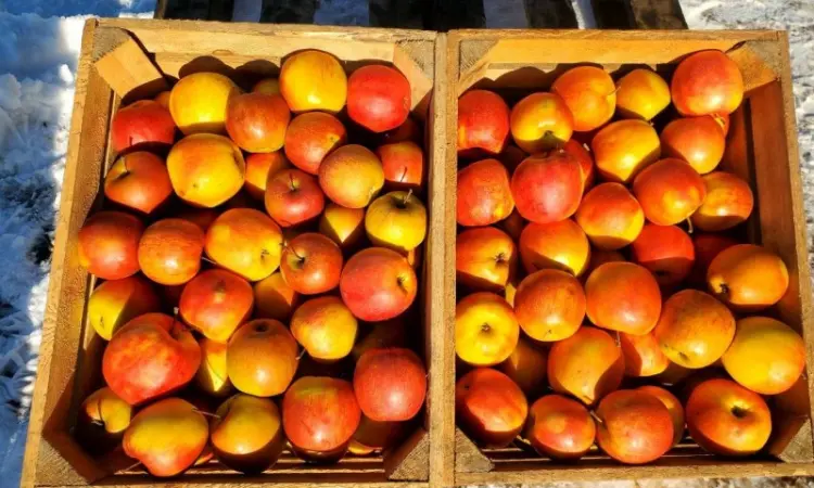 Продам ЯБЛУКА гурт: Джонаголд - фото № 4