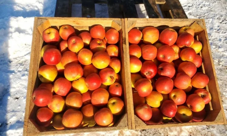 Продам ЯБЛУКА гурт: Голден, Джонаголд, Айдарет, Симеренко - фото № 1