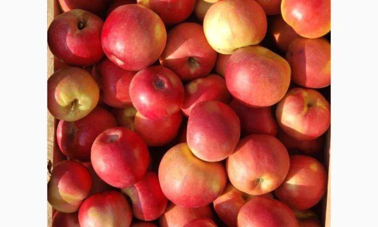 Яблука різних сортів опт - фото № 1