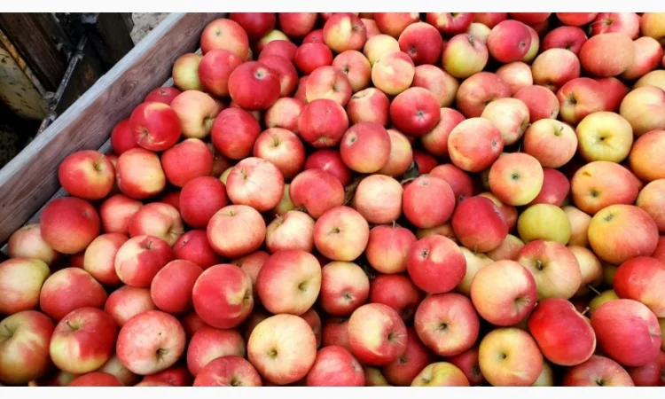 Яблука різних сортів гуртом - фото № 1