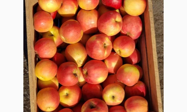 Яблука гурт - фото № 1