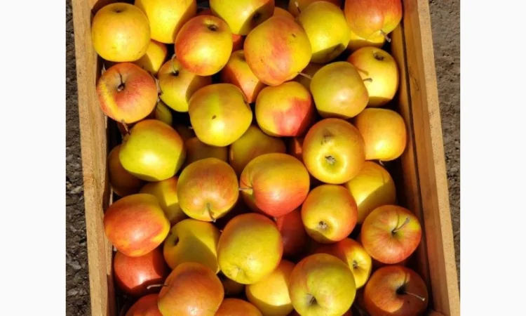 Яблука гурт - фото № 2