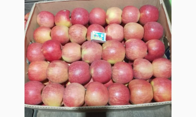 Продаются яблоки различных сортов! Урожай 2025 - фото № 2