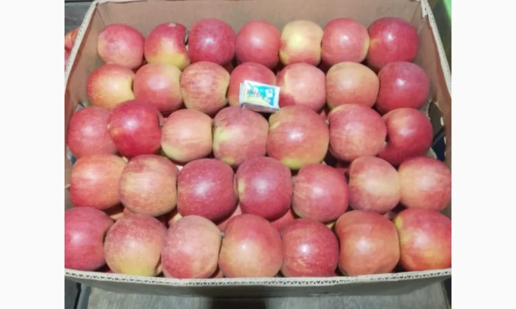 Продаются яблоки различных сортов! Урожай 2025 - фото № 3