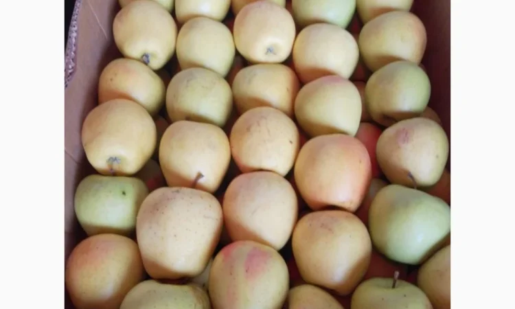 Продаются яблоки различных сортов! Урожай 2025 - фото № 4