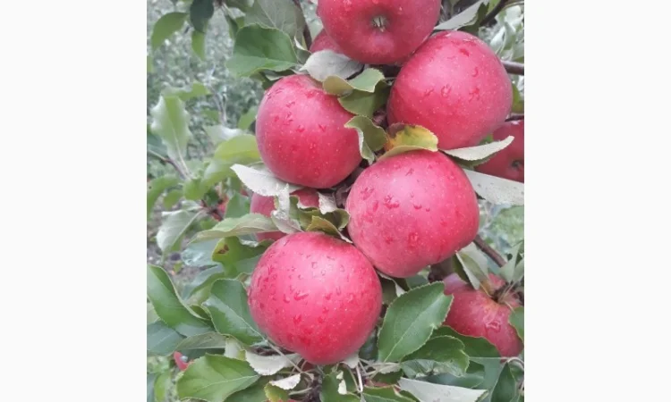 Продам яблука - фото № 1