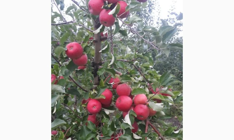 Продам яблука - фото № 2