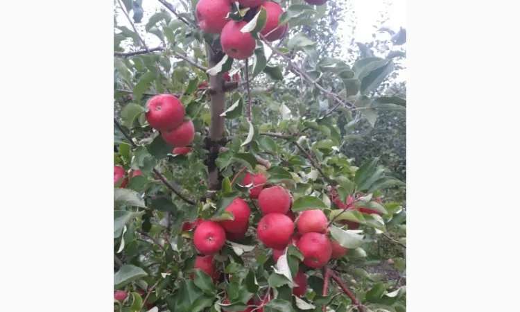 Продам яблоки - фото № 2