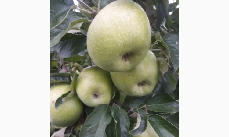 Продам яблука - фото № 3