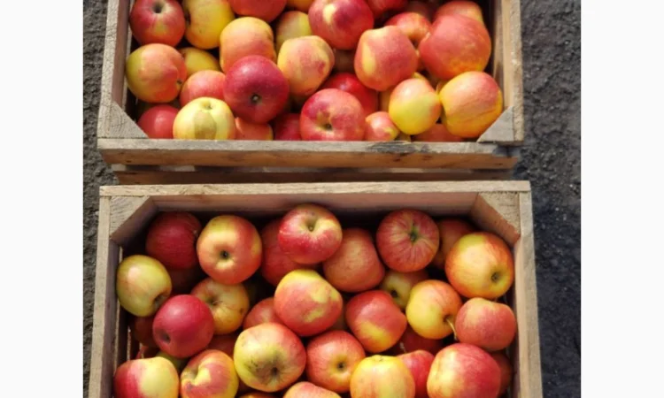 Продам ЯБЛУКА гуртом: Симеренко - фото № 2