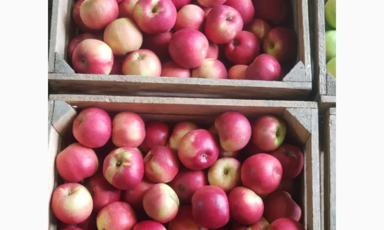 Продам ЯБЛУКА гуртом: Симеренко - фото № 3