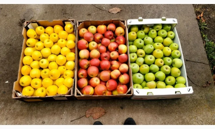 Продам ЯБЛУКА гуртом: Джонаголд, Айдарет, Голден, Симеренко - фото № 2