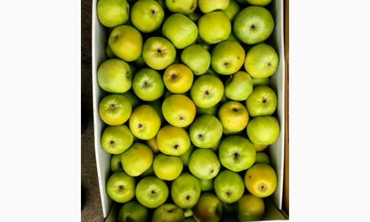 Продам ЯБЛУКА гуртом: Джонаголд, Айдарет, Голден, Симеренко - фото № 1