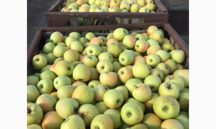 Продаем яблоки товарные и промпереработка врожай 2024 року. НДС - фото № 9
