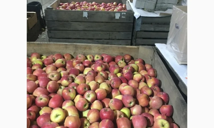 Продаем яблоки товарные и промпереработка врожай 2024 року. НДС - фото № 10