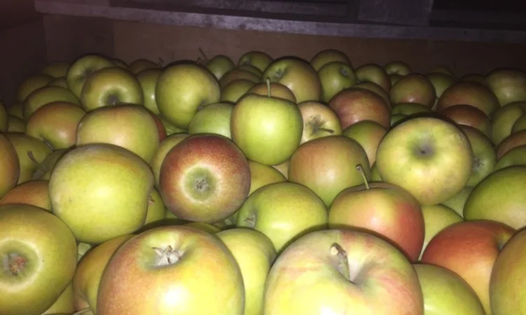 Продаем яблоки товарные и промпереработка врожай 2024 року. НДС - фото № 1
