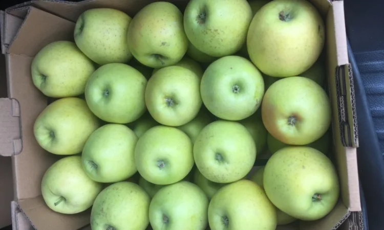 Продаем яблоки товарные и промпереработка врожай 2024 року. НДС - фото № 3