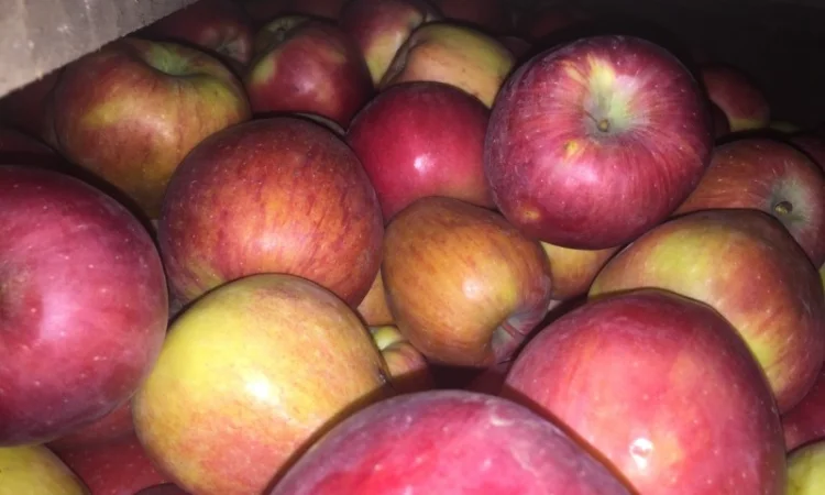 Продаем яблоки товарные и промпереработка врожай 2024 року. НДС - фото № 4