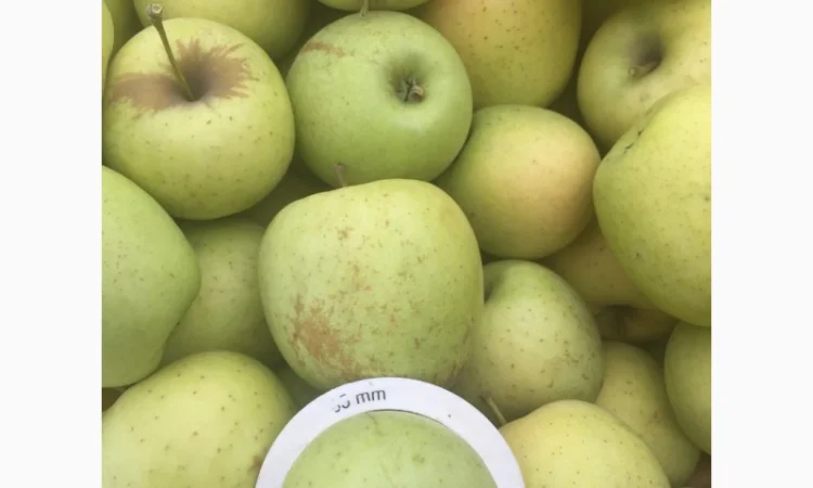 Продаем яблоки товарные и промпереработка врожай 2024 року. НДС - фото № 5