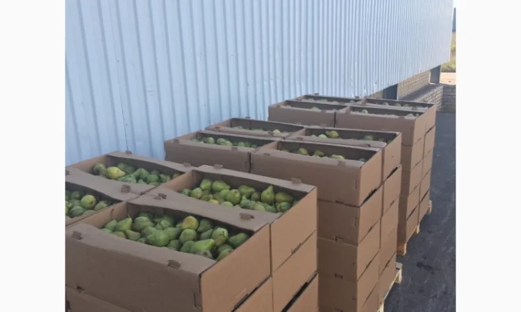 Продаем яблоки товарные и промпереработка врожай 2024 року. НДС - фото № 7