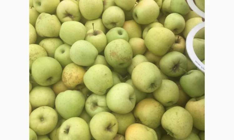 Продаем яблоки товарные и промпереработка врожай 2024 року. НДС - фото № 8