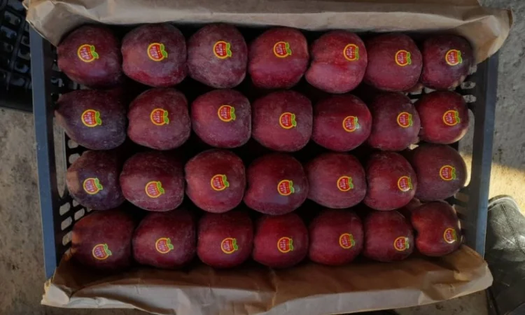 Куплю яблоки - фото № 2