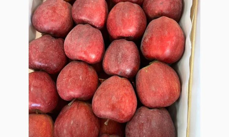 Продам яблука Ред Чіф - фото № 1