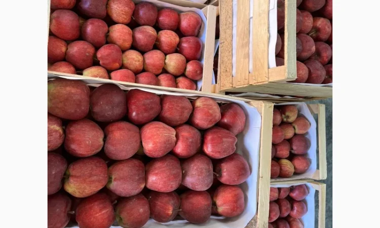 Продам яблука Ред Чіф - фото № 3