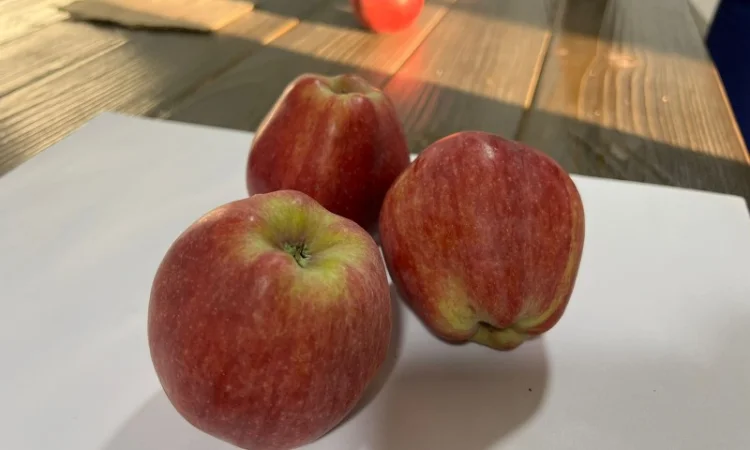 Продам яблука Ред Чіф - фото № 5