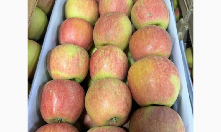 Продам Яблуко Чемпіон - фото № 1